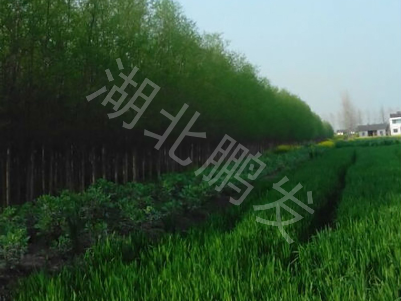 翠綠的竹柳嫩芽